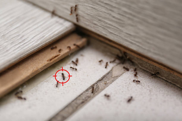 Best Best Pest Control Companies  in Merrydale, LA