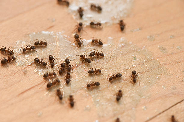 Best Wasp Removal Services  in Merrydale, LA